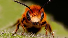 Macro red close-up bees insects water drops focused