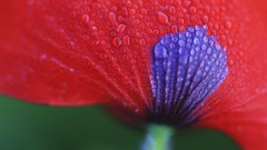 Macro red Poppies Italy