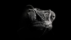 Macro Reptiles chameleons grayscale