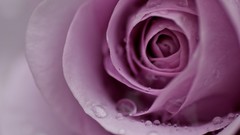 Macro roses