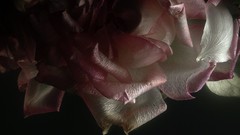 Macro roses