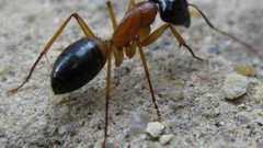Macro sand ants insects
