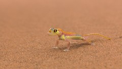 Macro sand lizards