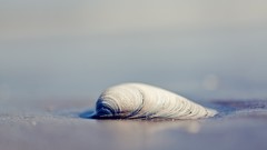 Macro sand nature bokeh seashells depth of field