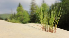 Macro sand nature Trees grass rocks skies minimalistic