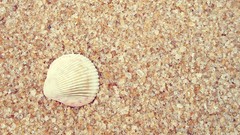 Macro sand seashells