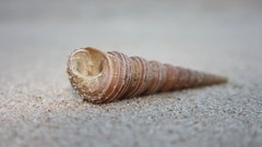 Macro sand seashells