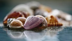 Macro seashells
