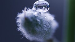 Macro simple drop willow reflections minimalistic