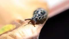 Macro slugs