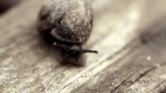 Macro snails close-up camouflage molluscs