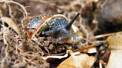 Macro snails fallen leaves molluscs