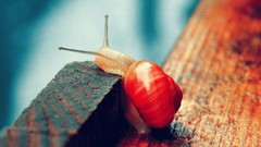 Macro snails molluscs