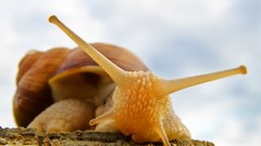 Macro snails molluscs