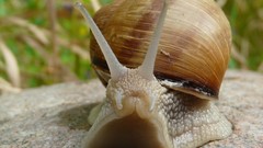 Macro snails mollusks molluscs