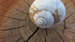 Macro snails Wood phonograph canon CraJim
