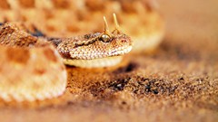 Macro snakes