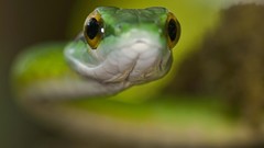 Macro snakes Reptiles