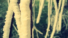 Macro snow branches Plants flora