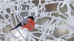 Macro snow winter branches Birds Frozen bullfinch Finland
