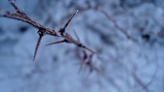 Macro snow winter spikes