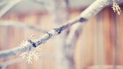 Macro snowflakes nature branches blurred dreamy depth of field