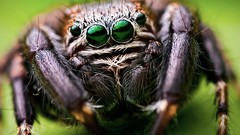 Macro spiders