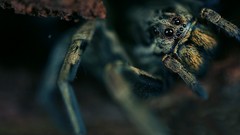 Macro spiders