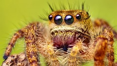 Macro spiders Animals arachnids