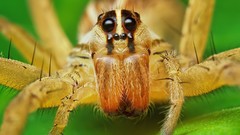 Macro spiders arachnids