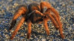 Macro spiders arachnids