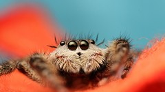 Macro spiders arachnids