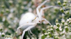 Macro spiders arachnids crab spider