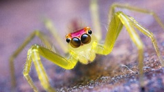 Macro spiders arachnids insects