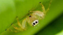 Macro spiders arachnids jumping spider