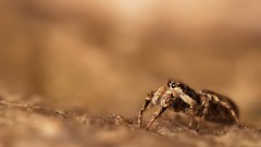 Macro spiders insects arachnids