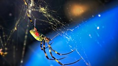 Macro spiders insects spider webs