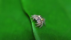 Macro spiders jumping spider