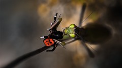 Macro spiders mantis Praying Mantis