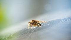 Macro spiders spider webs