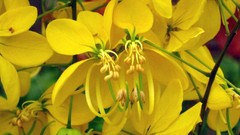 Macro stamen flower petals yellow flowers filament anther