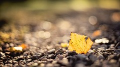 Macro stones bokeh ground fallen leaves