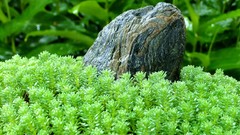 Macro stones nature grass Green Plants close-up
