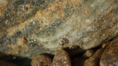 Macro stones water bubbles rocks