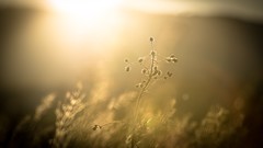 Macro summer evening backlight