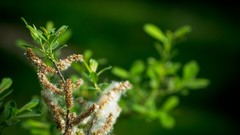 Macro summer light Green Plants