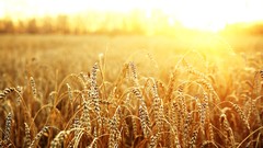 Macro sun wheat
