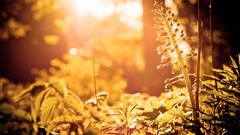 Macro sunlight forests