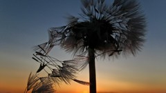 Macro sunset Flowers nature dandelions