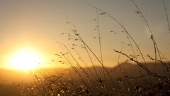Macro sunset grass fields sunlight